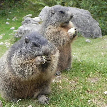 Premium Wanderhotel Steirerhof 4*