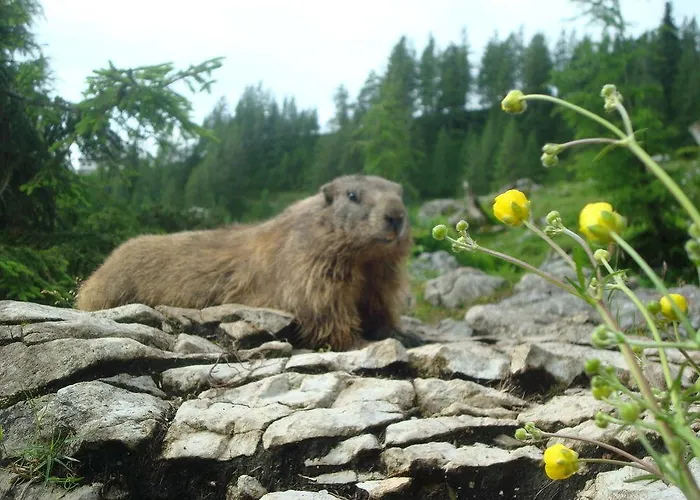 Premium Wanderhotel Steirerhof 酒店